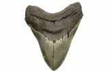 Huge, Fossil Megalodon Tooth - North Carolina #261029-1